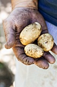 Hand Holding Three Freshly Picked Potatoes; Dirty