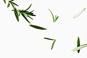 Rosemary Sprig and Leaves