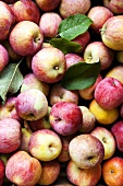 Frische Äpfel (bildfüllend)