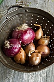 Red and Yellow Onions in a Rustic Colander; From Above