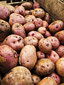 Kiste mit Kartoffeln auf dem Markt