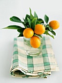Fresh Kumquats on Branches in a Glass of Water