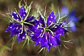 Purple Nigella Flowers; Close Up