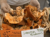 Hands Holding Lobster Mushrooms at Farmers Market in Seattle Washington