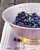 Fresh Blueberries in a Colander
