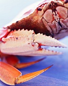 Whole Crab Close Up