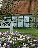 Violett und weiss blühende Krokusse im Garten eines großen Landhauses mit Fachwerk