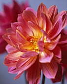 A dahlia