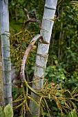 A bamboo stem with a bent branch