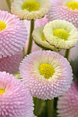 Daisies (Bellis Perennis)