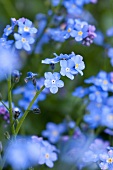 Forget-me-not