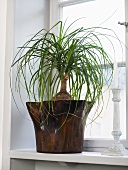 A palm in a wooden pot on a window sill