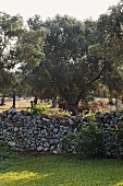 Mediterranean garden with natural stone wall and olive trees