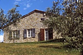 Garten mit Olivenbäumen vor Giebelseite eines Rusticos mit Fenster und Terrassentür