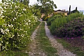 County lane between blooming bushes in the Mediterranean countryside
