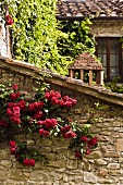 Red climbing roses on an old natural stone wall of an outbuilding