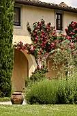The arcade of a villa covered with red, climbing roses and rosemary bushes in the garden
