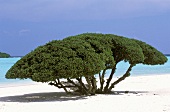 Blick über einen ausladenden Baum auf das Meer, mächtige Baumkrone bietet Schatten am Sandstrand