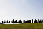 Mediterranean landscape with cypress trees on a hilltop