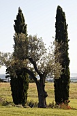 Mediterranean countryside -- an olive tree between two cypresses