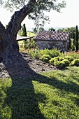 Old olive tree casting shadows on the lawn and a view of a stone cottage