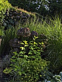 Wild garden and boulders