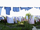 Art in action -- blue laundry on a clothesline in the garden