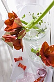 Blick auf rote Amaryllisblumen in Glasvasen