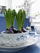Hyacinths in a blue and white porcelain dish on a plate
