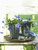 Grecian Windflowers (anemone blanda) in a metal pot