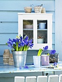 Frühlingsstimmung - weisses Schränkchen hängt an blauer Hauswand, davor Hyazinthen im Metalleimer & Porzellanbechern