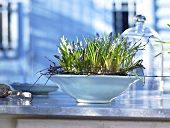 Spring feeling - grape hyacinths in a bowl