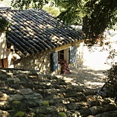 A view of a mossy roof of a country house in the shade of trees