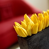 Yellow tulips in a black vase against a red background