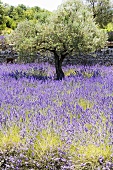 Olive trees in a sea of flowering lavender