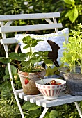 Strawberry plants on a white lawn chair