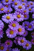 Michaelmas daisies