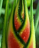 Heliconia with water drops (close up)