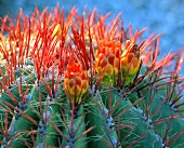 Kaktus mit Blüten (Nahaufnahme)
