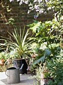 A garden detail showing a paved area with pots and containers, steel watering can, plants and flowers,