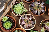 Succulents in small terracotta pots in a wooden crate