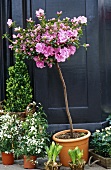 Pink standard rose in terracotta pot