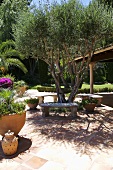 Mediterraner Terrasse mit Kübelpflanzen und Steinbänken vor Baum