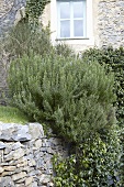 Rosemary on a stone wall in a garden