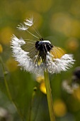 A wilting dandelion clock