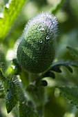 A poppy seed head