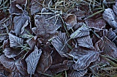 Assorted leaves (oak, beech) covered in hoarfrost