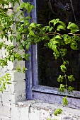 Old window with a wild vine