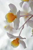 White orchid