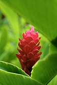 A red ginger flower